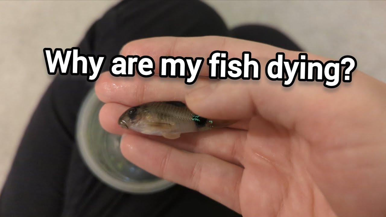 Why are my fish dying? A discussion about the problems with Panda Corydoras.