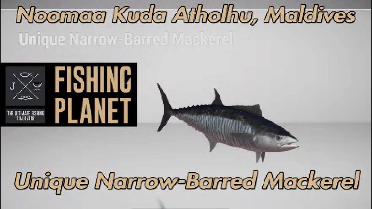 Уникальная узкополосная макрель Нумаа Куда Атолху Мальдивы Рыбалка Планета Путеводитель