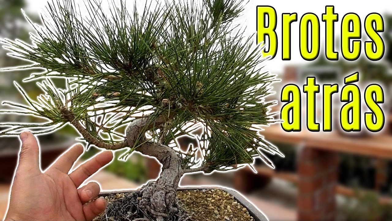 Acículas de pino bonsai - Cómo reducir tamaño y retroceder brotación