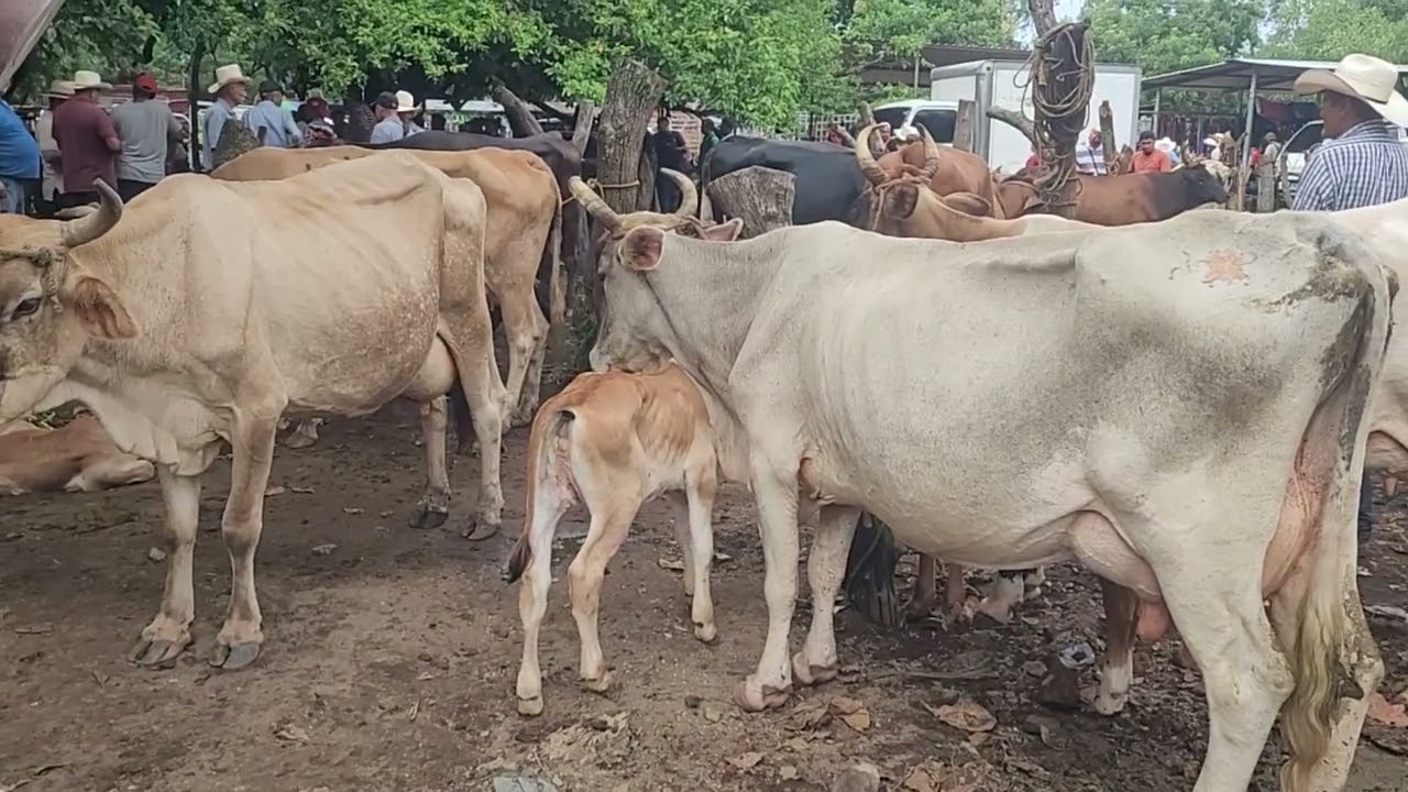 Vacas Paridas en El Tr&aacute;nsito San Miguel El Salvador On 04/08/2025