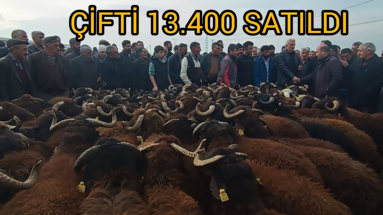 IĞDIR HAYVAN PAZARINDA SON DURUM -- İKİNCİ KALİTE  KUZULARIMIZI SATTIK-- PİYASA DÜŞMÜŞ