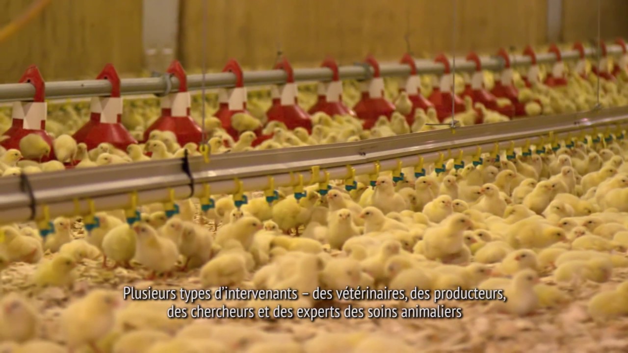 Canadian Chicken Farmers Animal Care Program - French