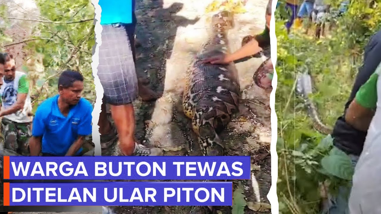 Warga Buton Tewas Ditelan Ular Piton Sepanjang 8 Meter, Ini Momen Evakuasinya