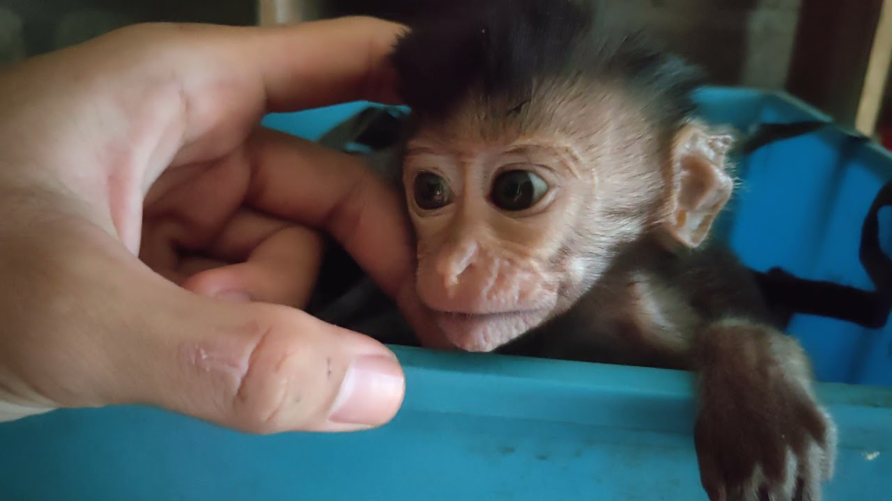 baby monkey poops and smells bad