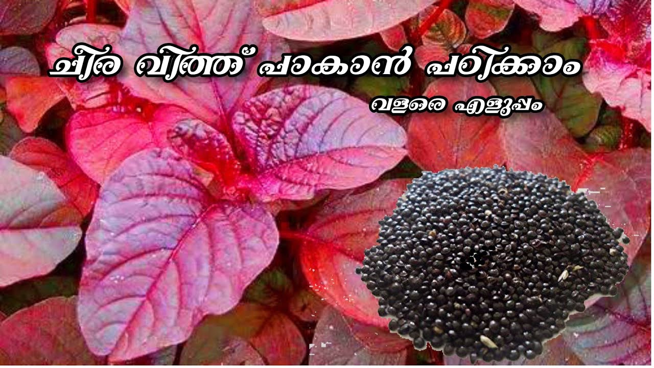 ചീര കൃഷി.വിത്തു പാകാൻ പഠിക്കാം..#cheera #ചീരകൃഷി