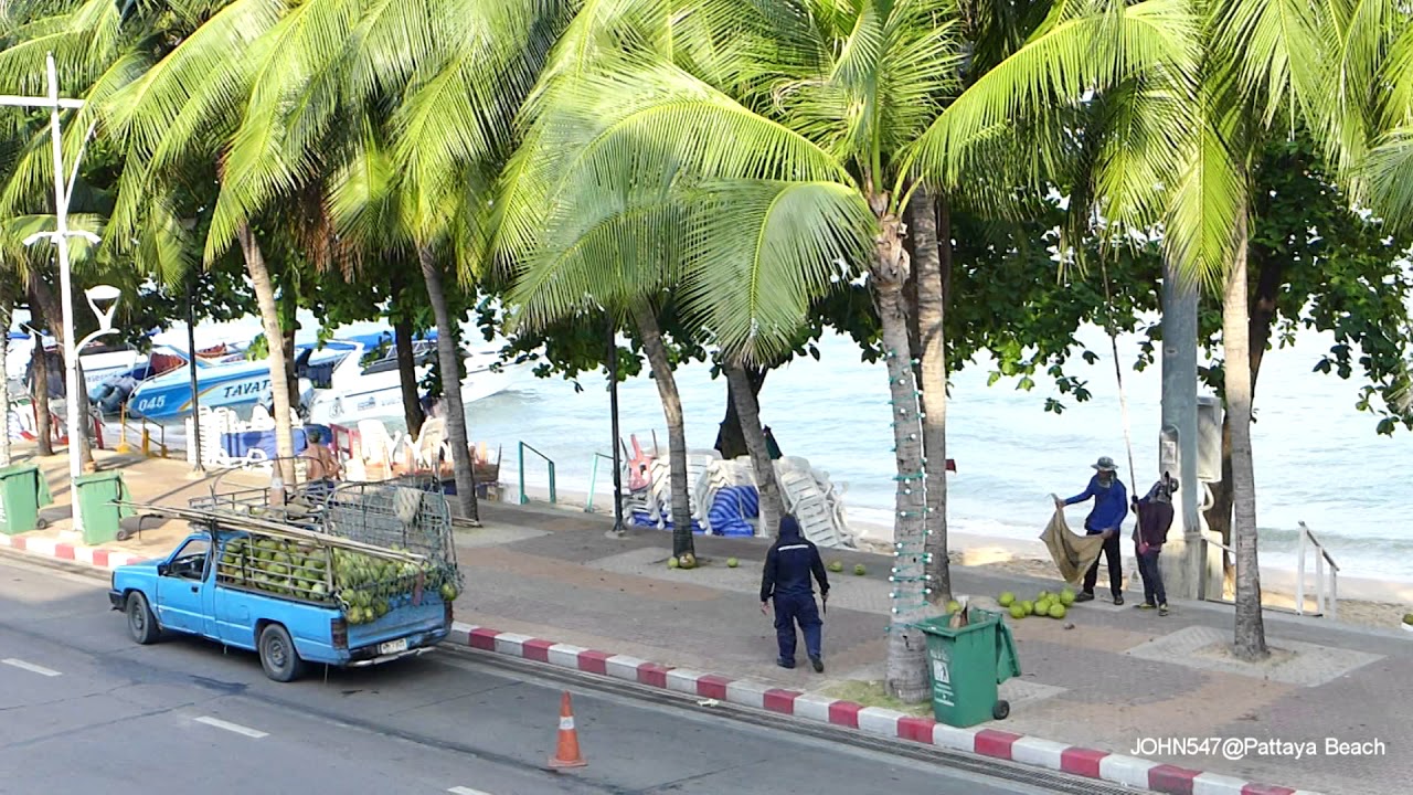 泰療癒！發呆看泰國人如何摘捕椰子@Pattaya Beach(芭達雅海灘路)