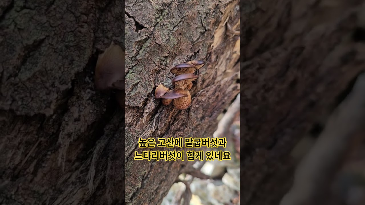 고산에서 만나기 어려운 느타리버섯이 말굽버섯과 함께 자라고 있네요   #고산에자라는느타너버섯 #말굽버섯과자라는느타리버섯