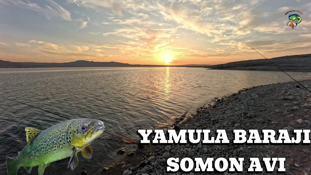 YAMULA SOMON AVI #art #fishing #keşfet #animals #reels #freefire #short #shorts #shortvideo#seafood