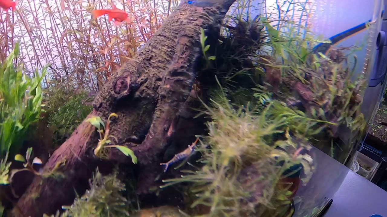 Rhizoclonium Algae - You got to know them well before they overtake your plants