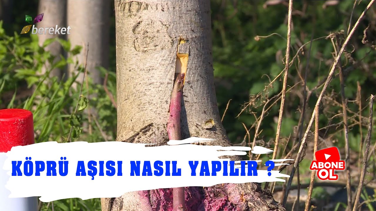 Köprü Aşısı Nasıl Yapılır ?