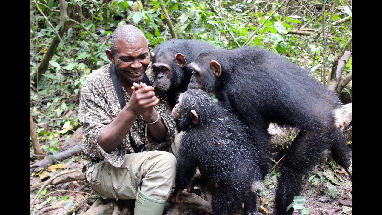 Eco-volontariat avec les Chimpanzés
