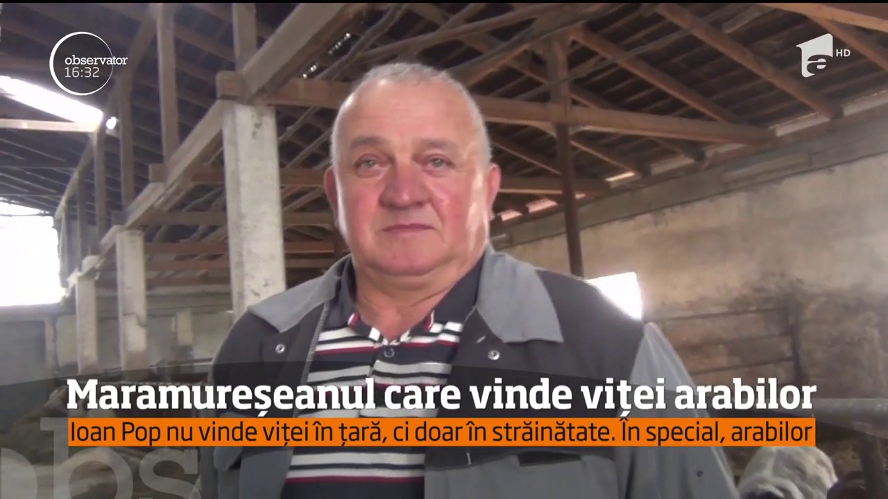 Ioan Pop, maramureșeanul care vinde tauri arabilor