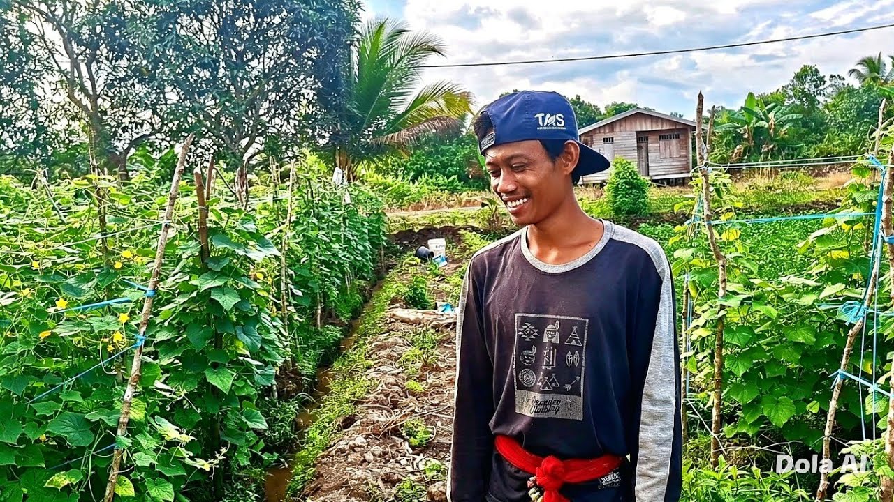 DELAPAN BELAS KALI PANEN TIMUN MASYUDI MASIH AKTIF BERBUAH
