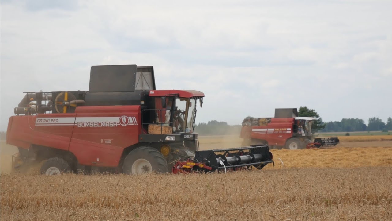 Уборка пшеницы / 6 комбайнов - GOMSELMASH GS12A1 PRO, GS12A1, 4 GS12 / МАЗы 5516, 5551 и др. /
