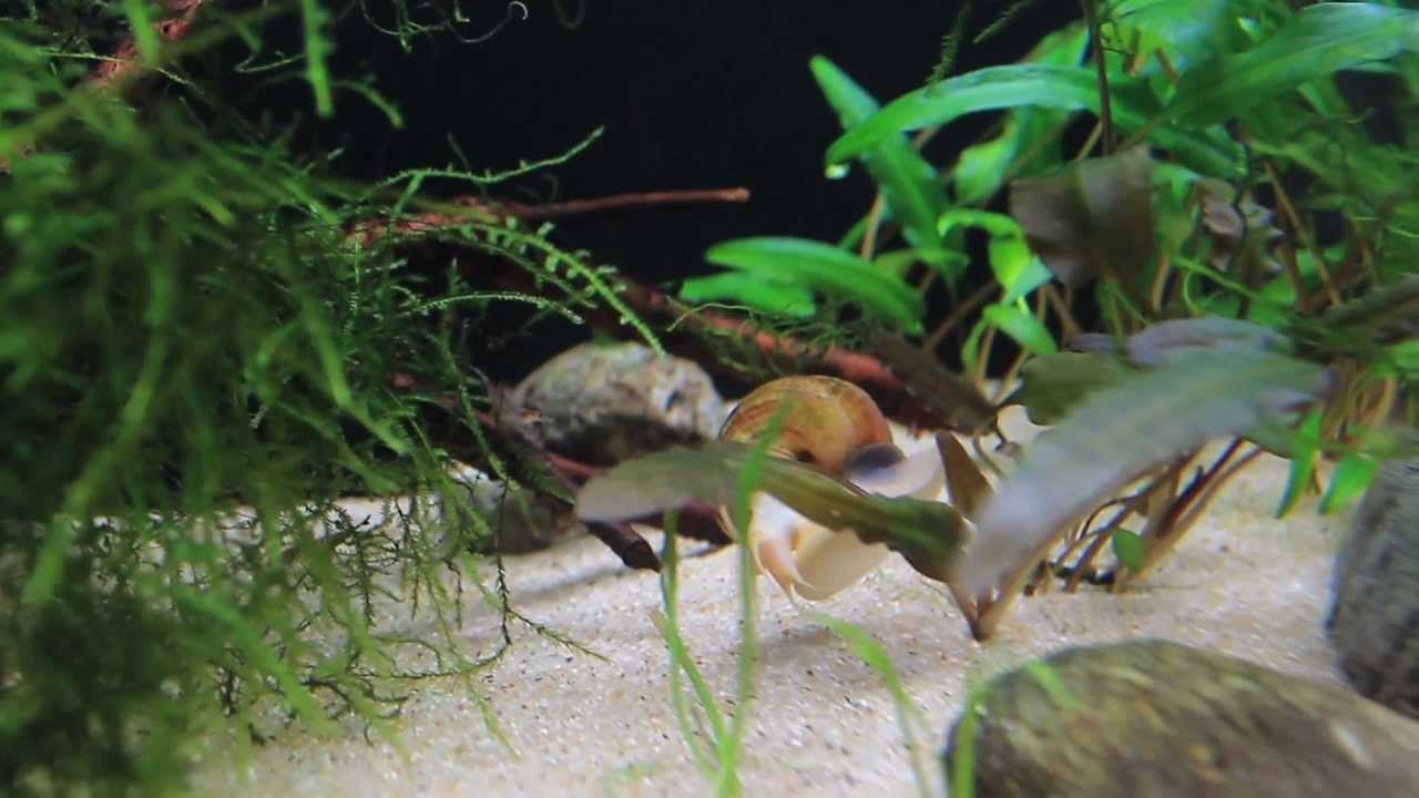 [FullHD] Betta Splendes and friends