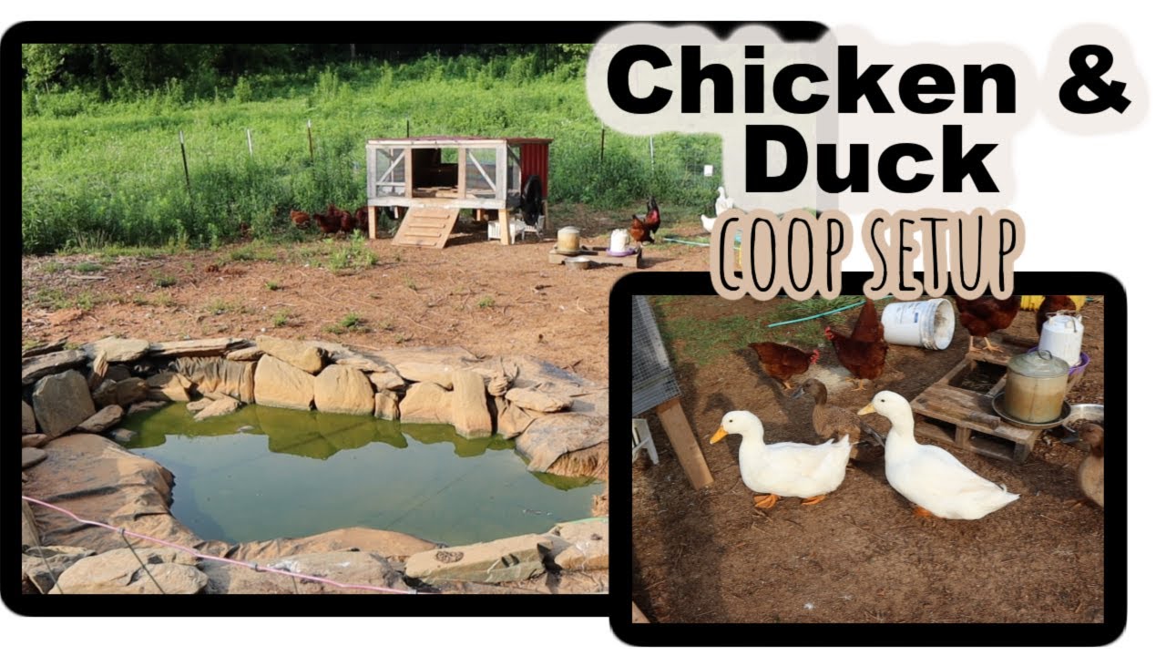 RAISING CHICKENS & DUCKS together- how we set up our coop for ducks and chickens