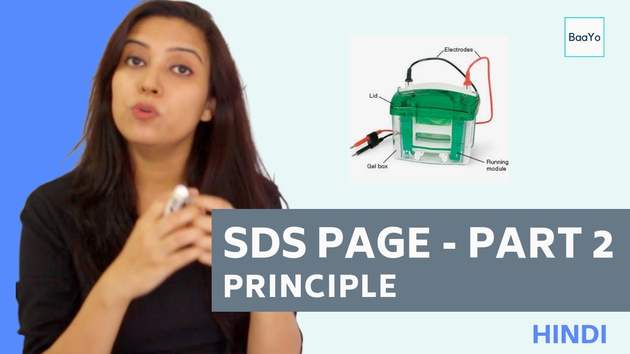 SDS PAGE  | Part 2 - Principle | Hindi