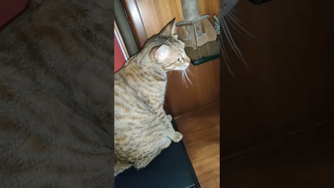 tabby cat needs some scratches #shorts #cat #tabbycat #catlovers #catsofyoutube #catvideos #cats