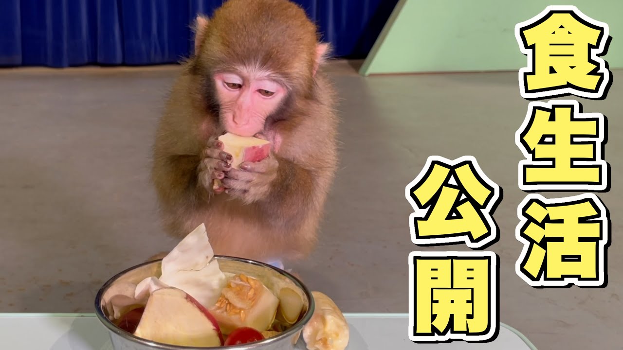 親がYouTuberだけど、猿のボクはこんなもの食べさせてもらってるよ