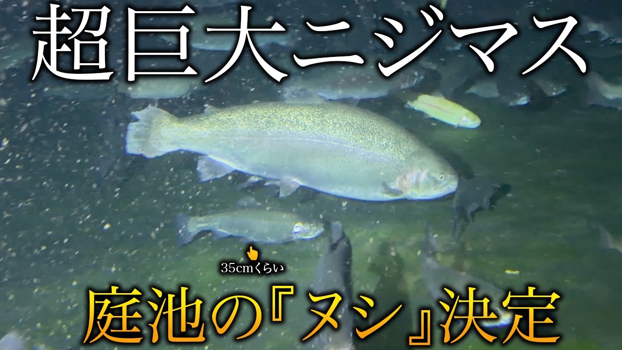 【超巨大魚が庭池に】70cmを超える衝撃サイズの怪物ニジマス！？圧倒的存在感で『池のぬし』に任命！