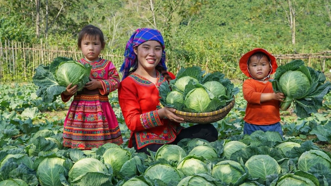 Harvesting Massive Cabbages and Taking Them to the Market