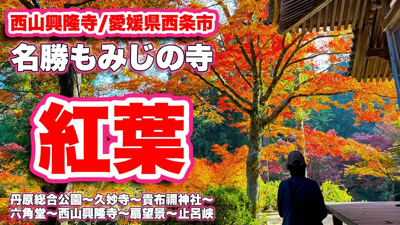 名勝！もみじの寺【西山興隆寺】愛媛県西条市【旅行VLOG、レビュー】愛媛県屈指の紅葉の名所を歩く6.6kmウォーキング！丹原総合公園〜久妙寺〜貴布禰神社〜六角堂〜西山興隆寺〜扇望景〜止呂峡！