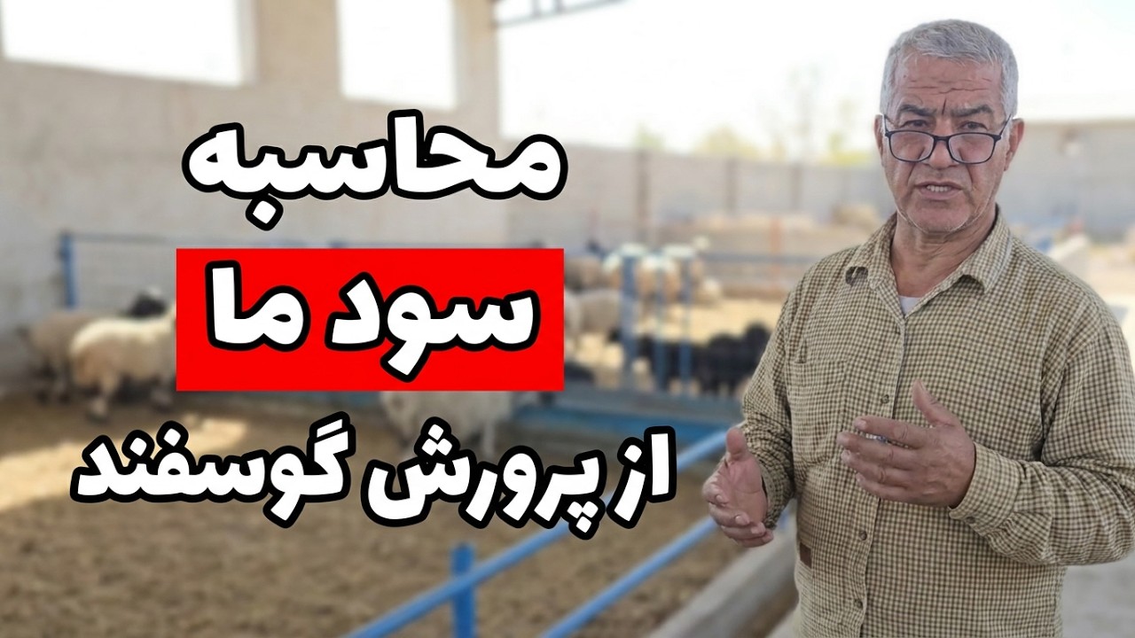 پرورش گوسفند در ایران در سال 1404 چقدر سود داره؟