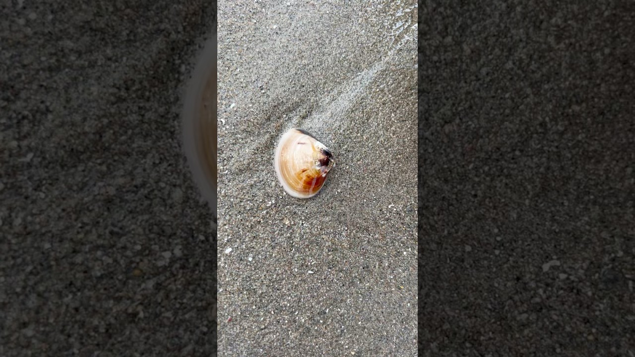 This pearl queen locked in clam #clam #pearl