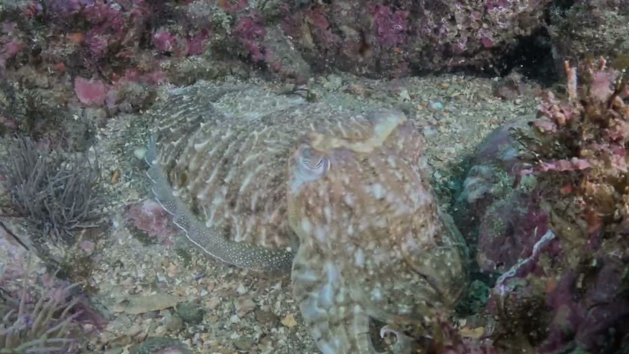 Test 8 GP-TUNE Plugin Gopro Labs Firmare Wide color Gamut + Natural + Dive + AOI UWL-03 lens