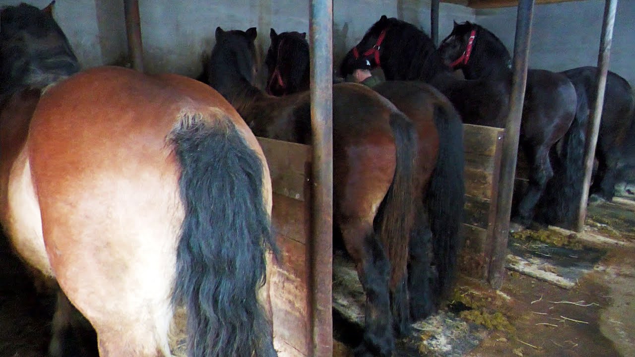 Caii lui Bujor de la Vicovu de Sus - Bucovina 2024