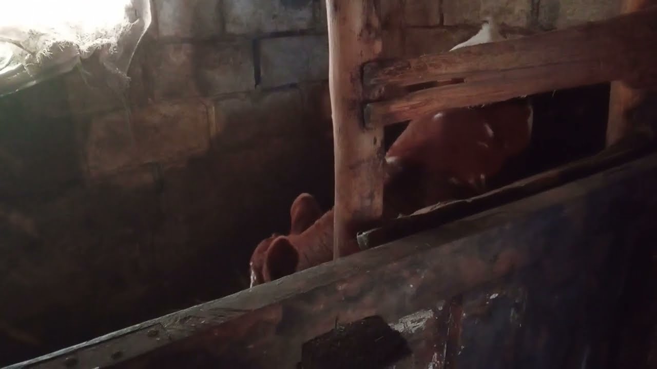 Выращиваем из тёлочки высокопродуктивную корову правильно.