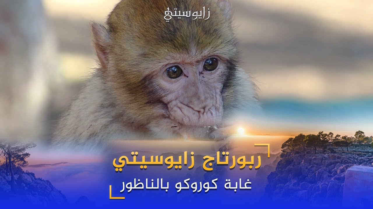 مشاهد بانورامية لجمالية غابة كوروكو الطبيعة الساحرة مع القرود