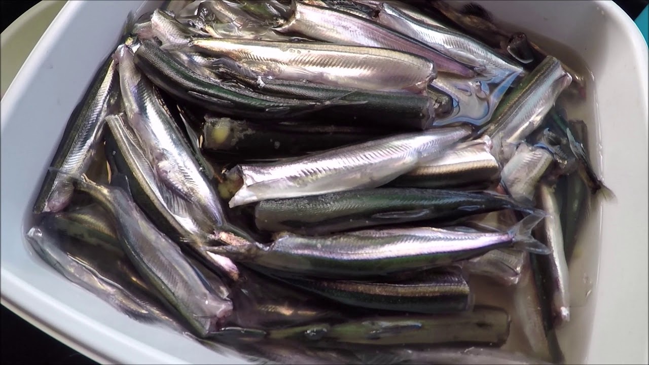 Caplin - Catch, Clean & Cook
