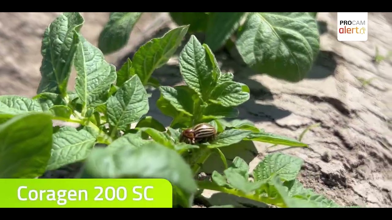 PROCAM Alert z plantacji ziemniak&oacute;w #procamziemniaki