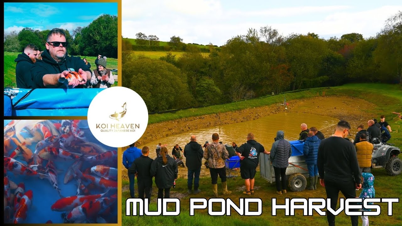 The BIGGEST Japanese Koi Mud Pond Harvest Event in the UK!