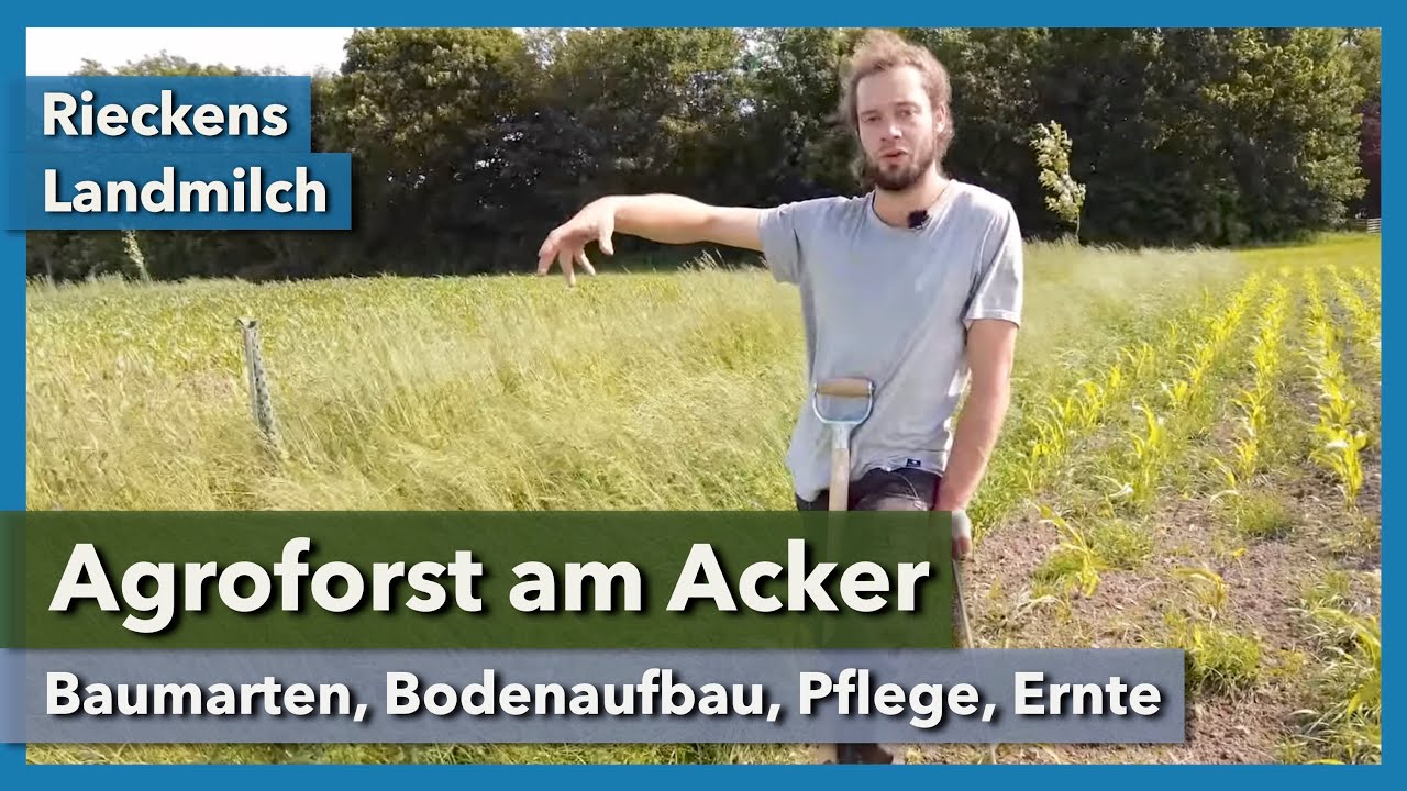 Agroforst am Acker - Baumarten, Boden, Pflege, Ernte | Rieckens Landmilch | 2024 | Teil 9