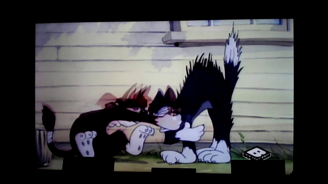 Tom & Meathead Cat Hissing At Each Other For 