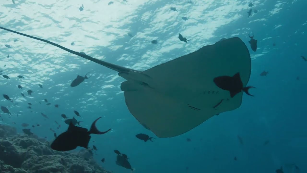 Maldives underwater marvels
