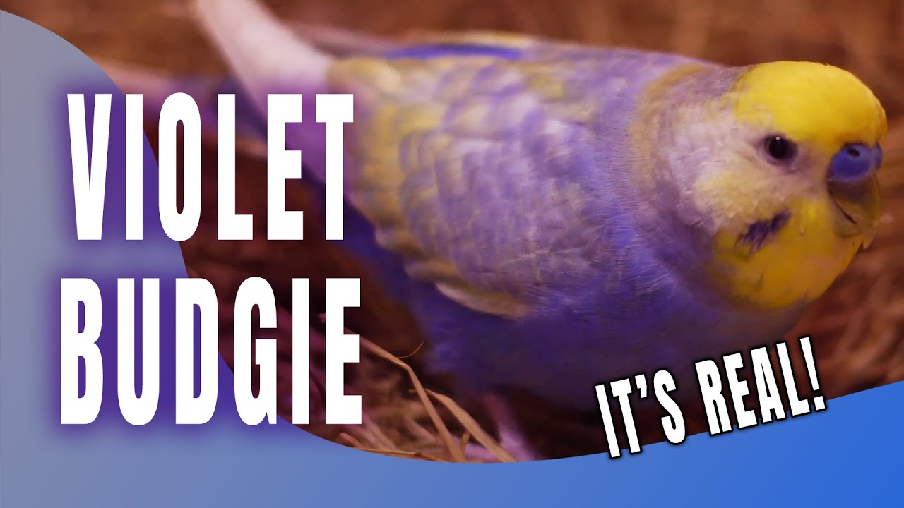 What Is a Violet Budgie? The Truth Behind This Stunning Color!