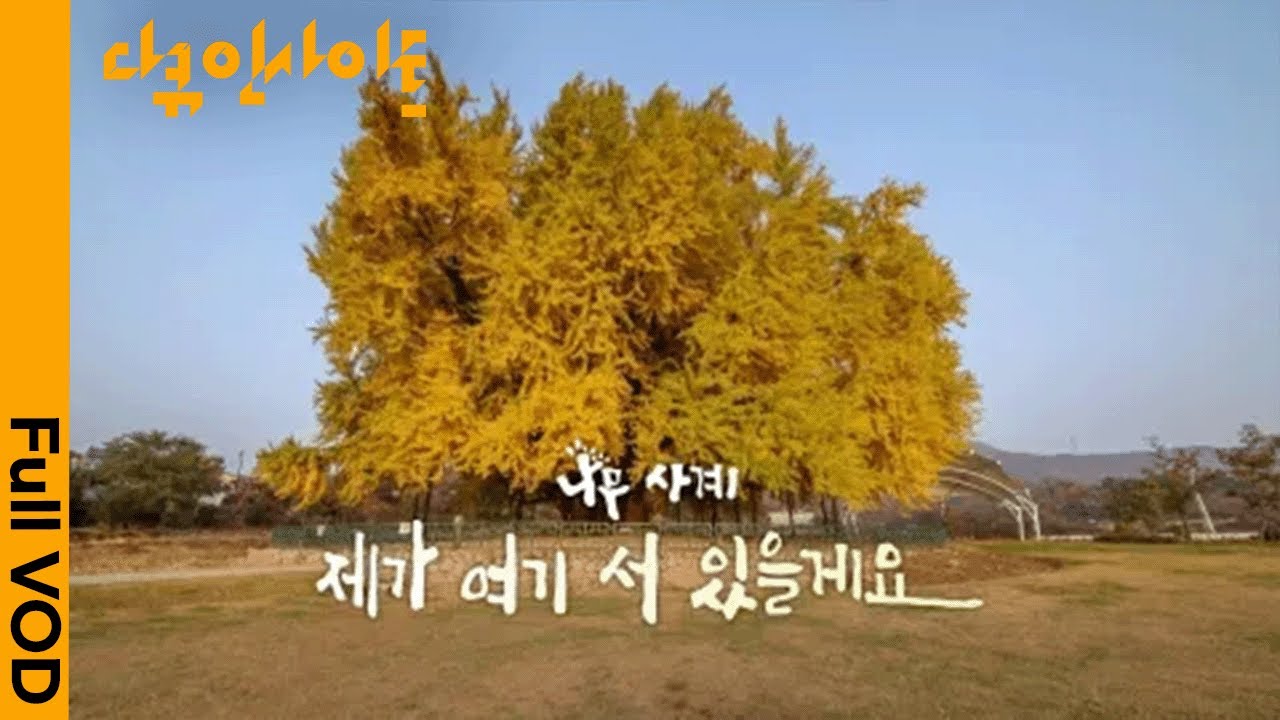 [다큐인사이트] 🌳안동 용계리 은행나무, 팽나무, 은수사 청실배나무, 김제 행촌리 느티나무, 창덕궁 회화나무 등 나무의 사계절 변화 (KBS  20220908 방송)
