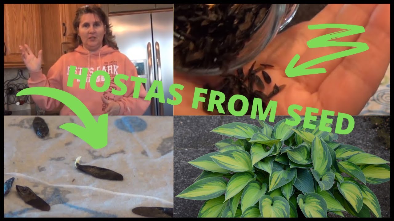 How to Grow Hostas From Seed Indoors Using Collected Hosta Seeds- Seedlings