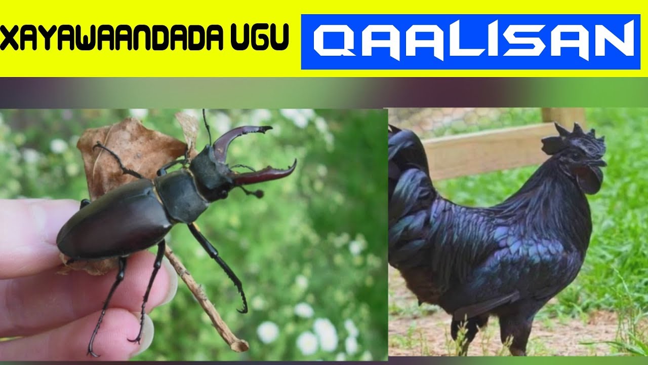 Xayawaanada Dunida ugu Qaalisan