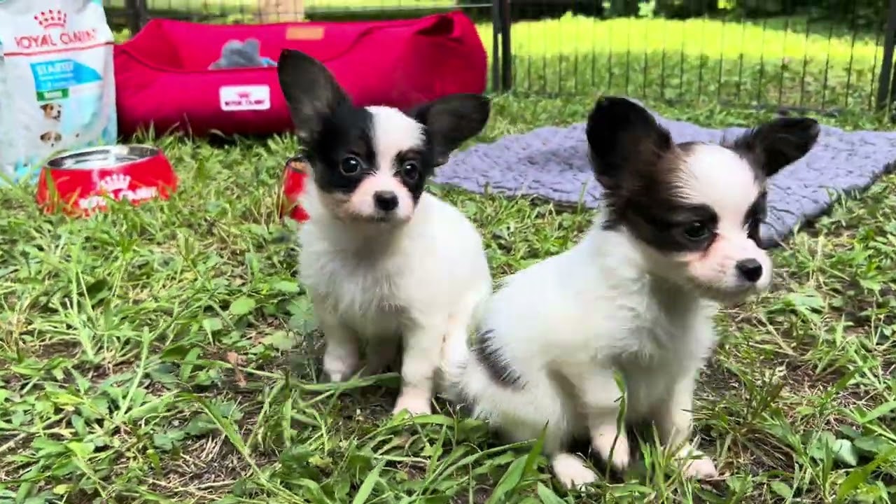 Найменші Папійони розплідник ABC&Victoria dogs FCI КСУ Київ Україна 