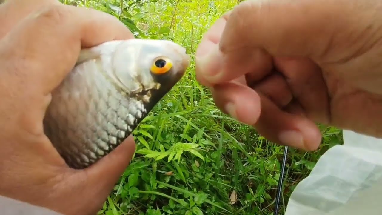 TERBARU ‼️ BUTUH EFFORT LEBIH UNTUK MANCING TAWES DI MUSIM HUJAN ‼️