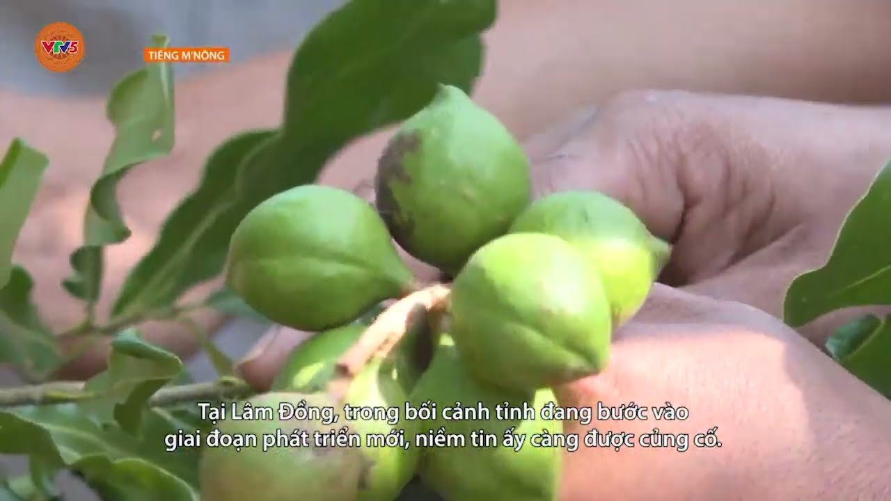 [TIẾNG M'NÔNG] ĐỒNG BÀO DÂN TỘC THIỂU SỐ LÂM ĐỒNG VỮNG TIN VÀO ĐẢNG | VTV5