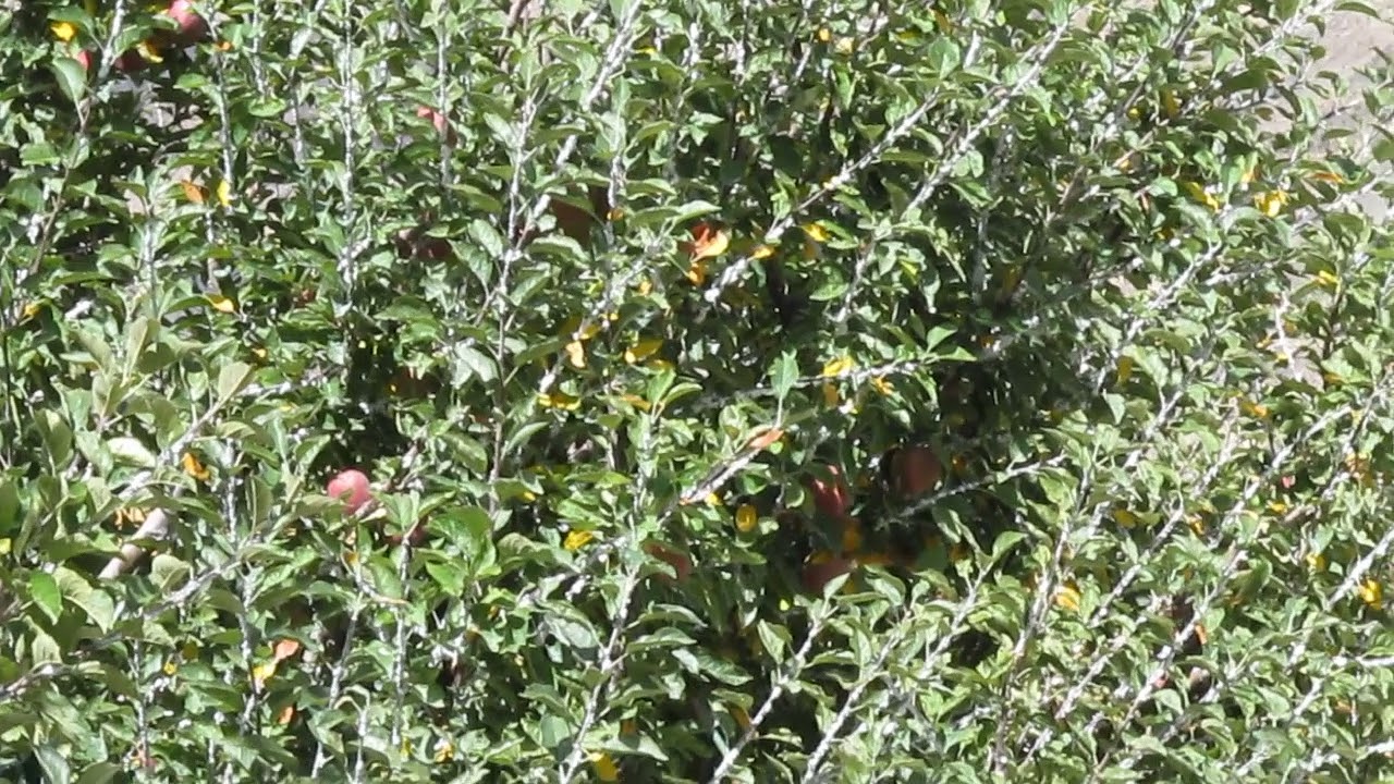 Royal Apple Garden in Tabo (Himachal Pradesh)