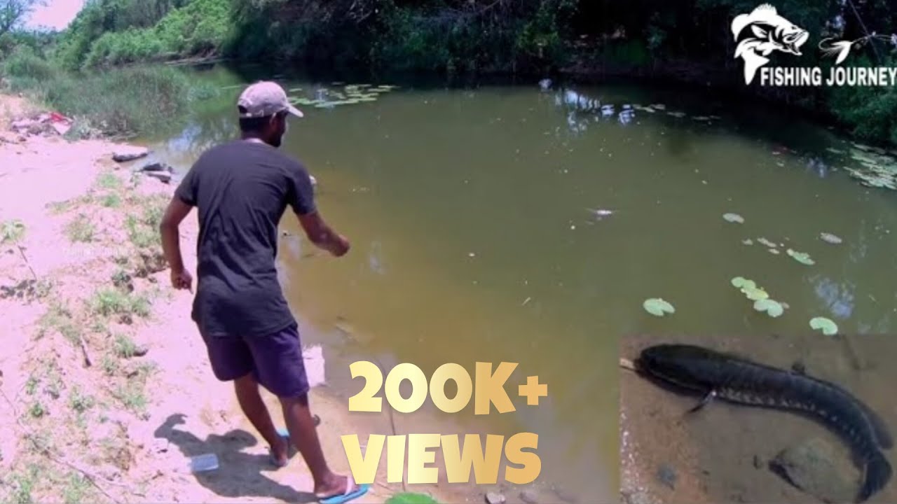 பாலாற்றில் விரால் மீன் வேட்டை Palar River Fishing