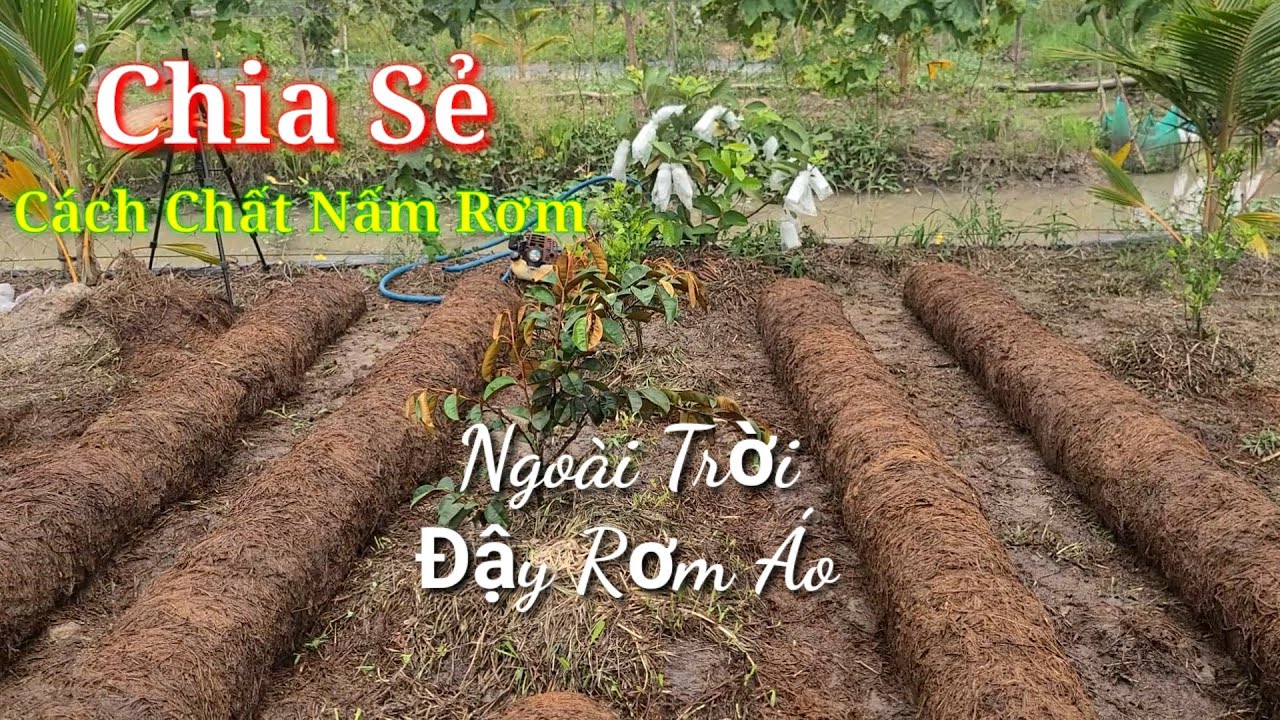 Chia Sẻ Cách Chất Nấm Rơm / Phun Thuốc Kích Tơ Nấm...