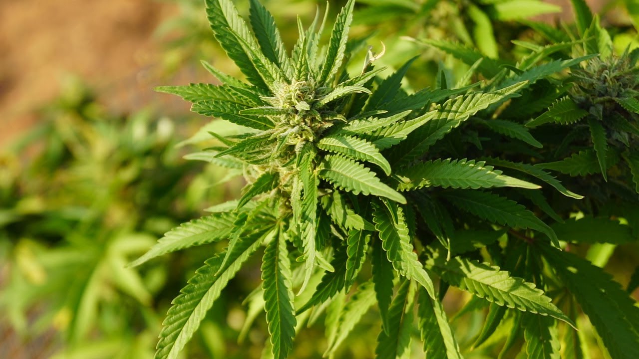 MARIHUANA EXTERIOR | TXERRI BILBO HAZE | MJ Farm3r