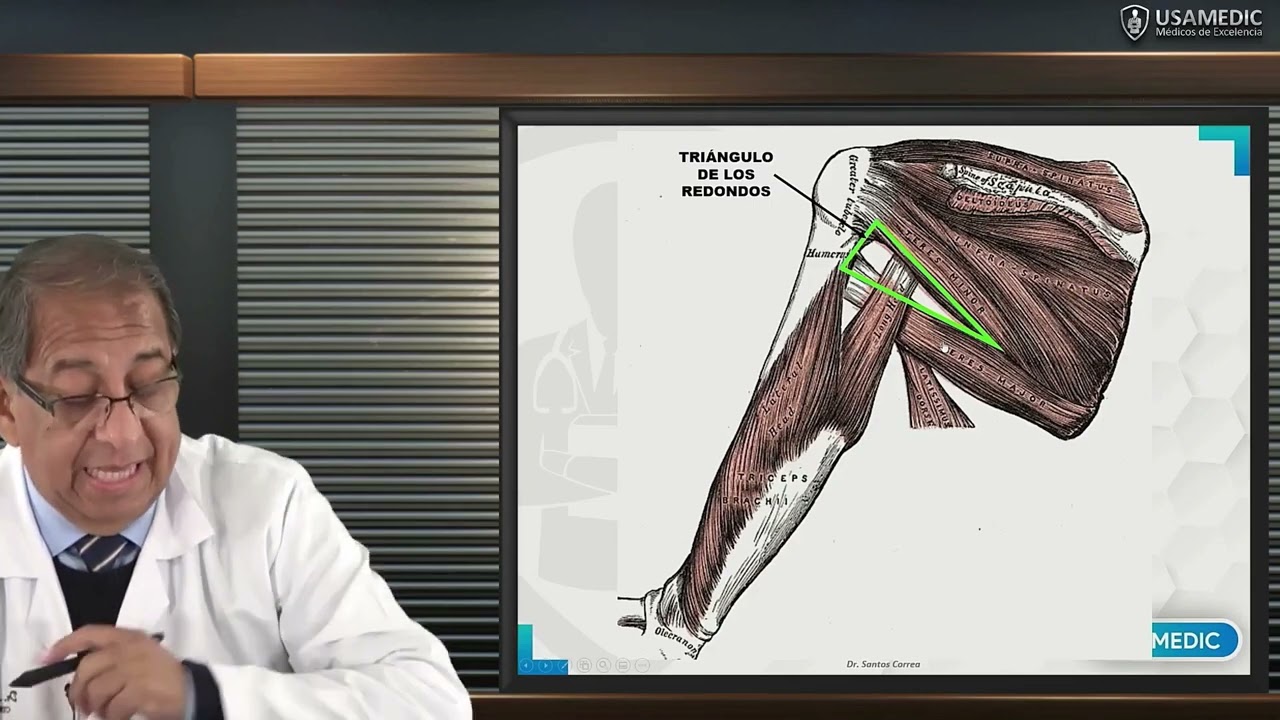 ANATOMÍA DE MIEMBRO SUPERIOR - REGIÓN ESCAPULAR Y DELTOIDEA, ARTICULACIÓN DEL HOMBRO - Usamedic